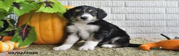 Mixed Breed dogs for sale: Captain - Ad 3