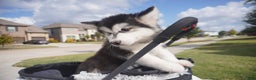 Alaskan Malamute dogs for sale: Xiao Cheng - Ad 16