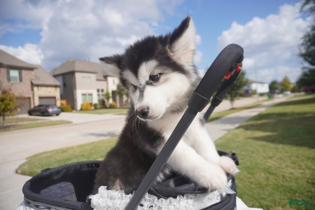 Alaskan Malamute dogs for sale: Xiao Cheng - Ad 16