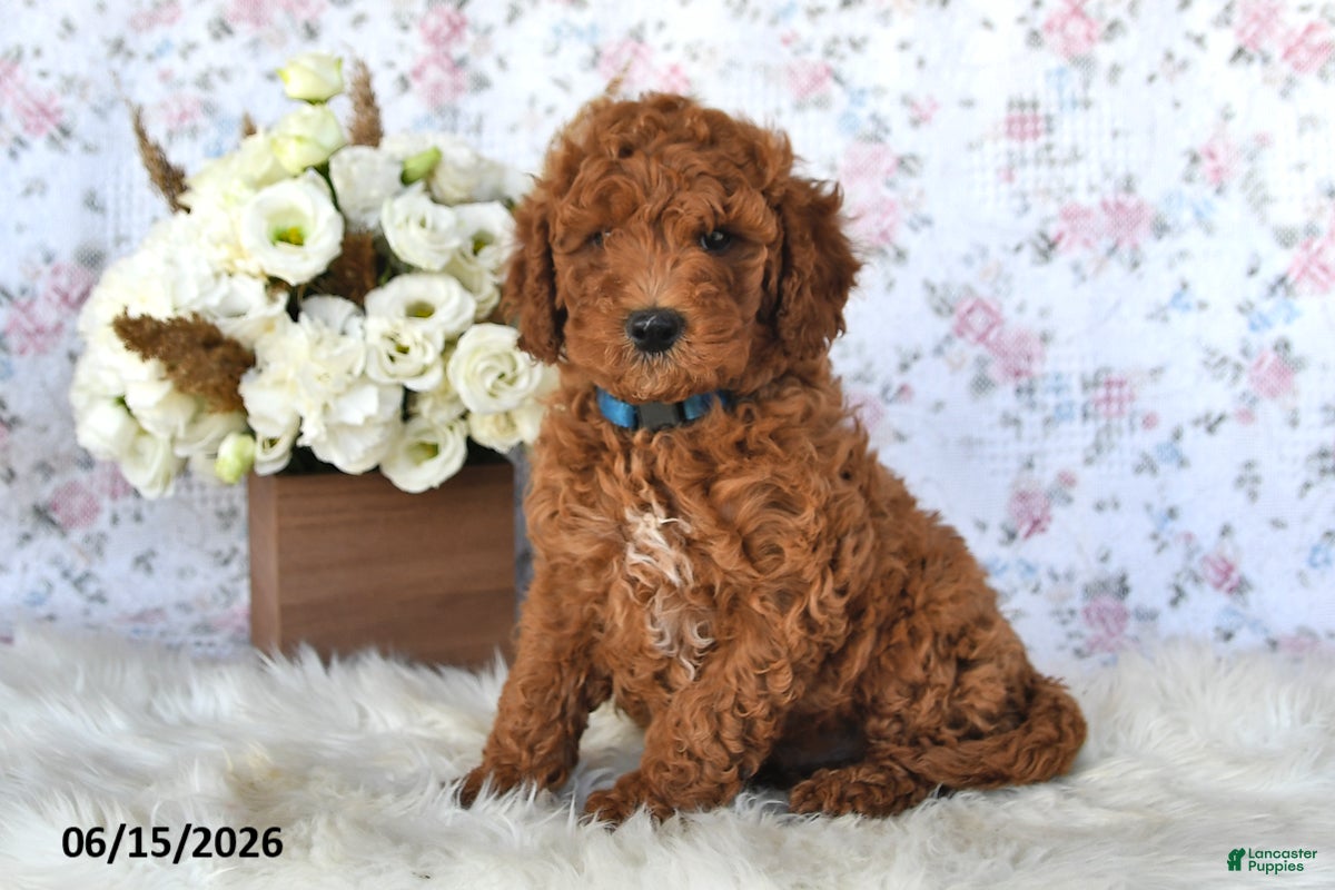 Mini Goldendoodle dogs Maxwell - Ad 1