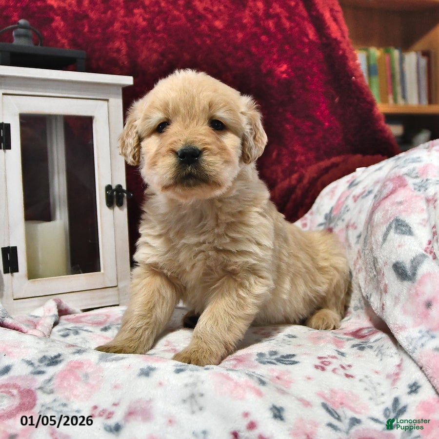 Goldendoodle dogs Bowser - Ad 27