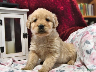 Goldendoodle dogs Bowser - Ad 27
