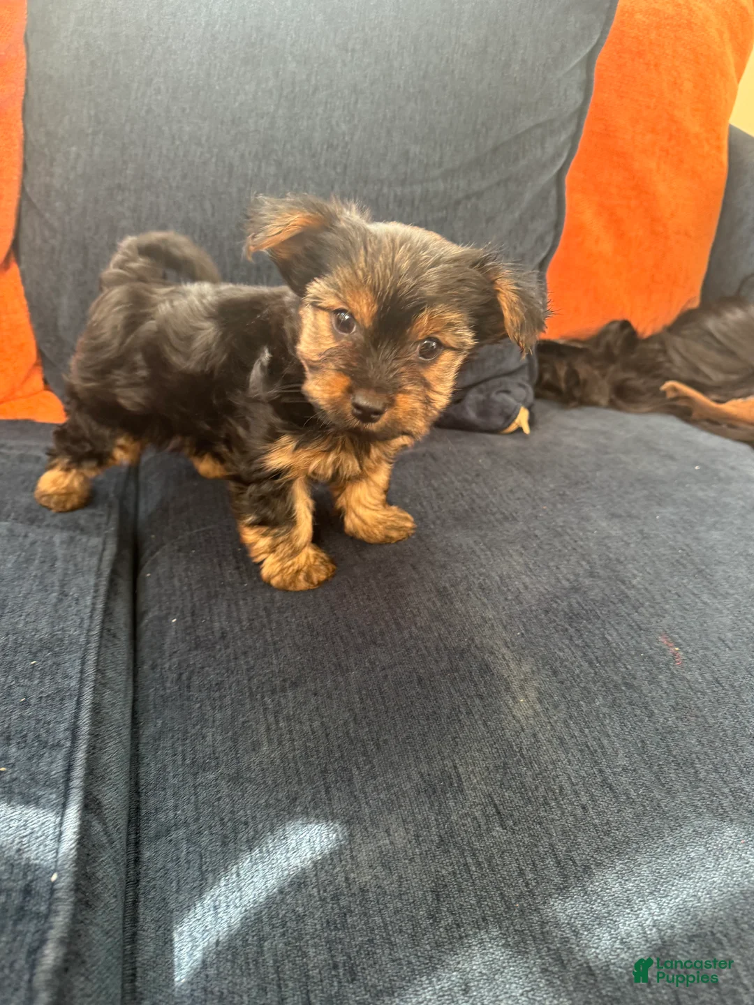 Yorkshire Terrier dogs for sale: Yorkshire Terrier Puppy 1 - Ad 2
