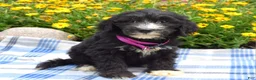 Sheepadoodle dogs for sale: Sugar - Ad 6