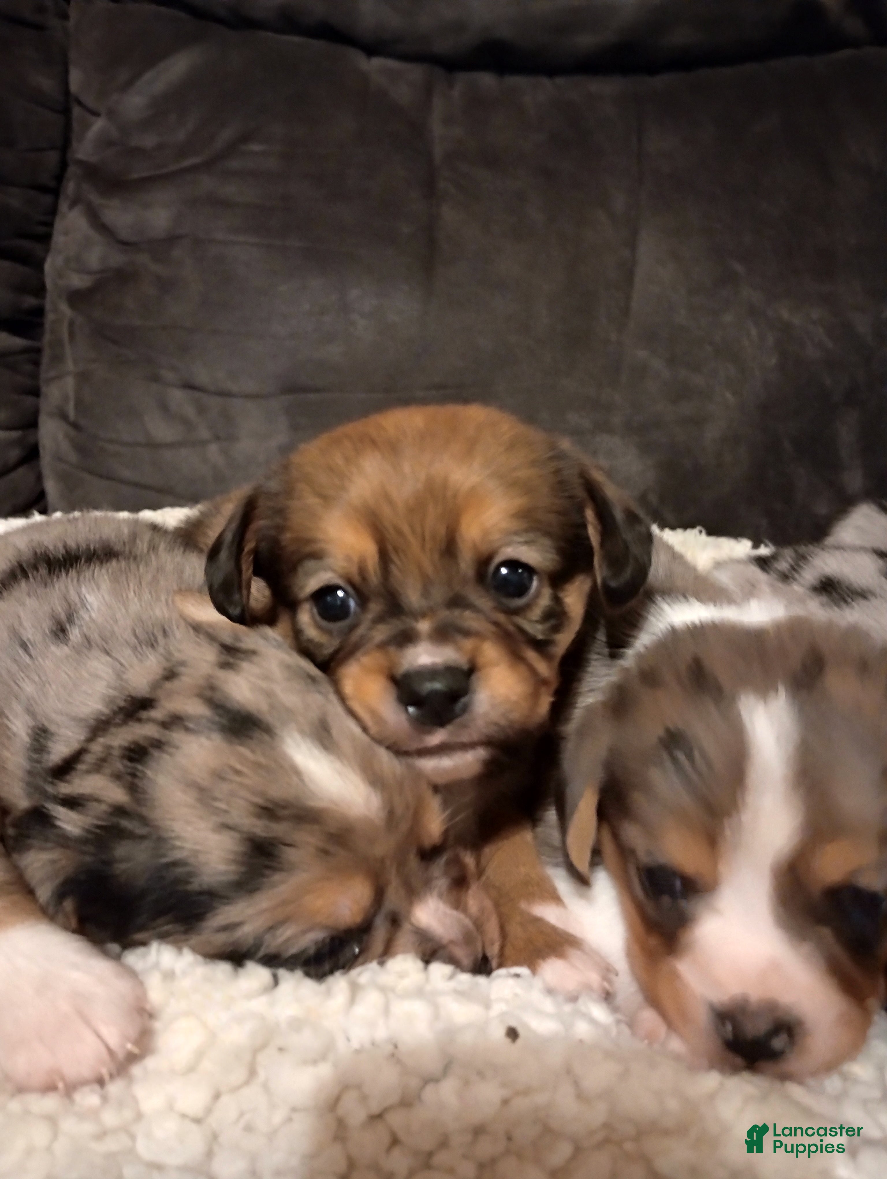 Mixed Breed dogs for sale: Kyrell - Ad 1