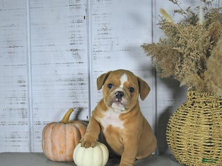 Mixed Breed dogs - Ad 11