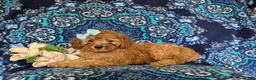 Miniature Poodle dogs for sale: Tabetha - Ad 4