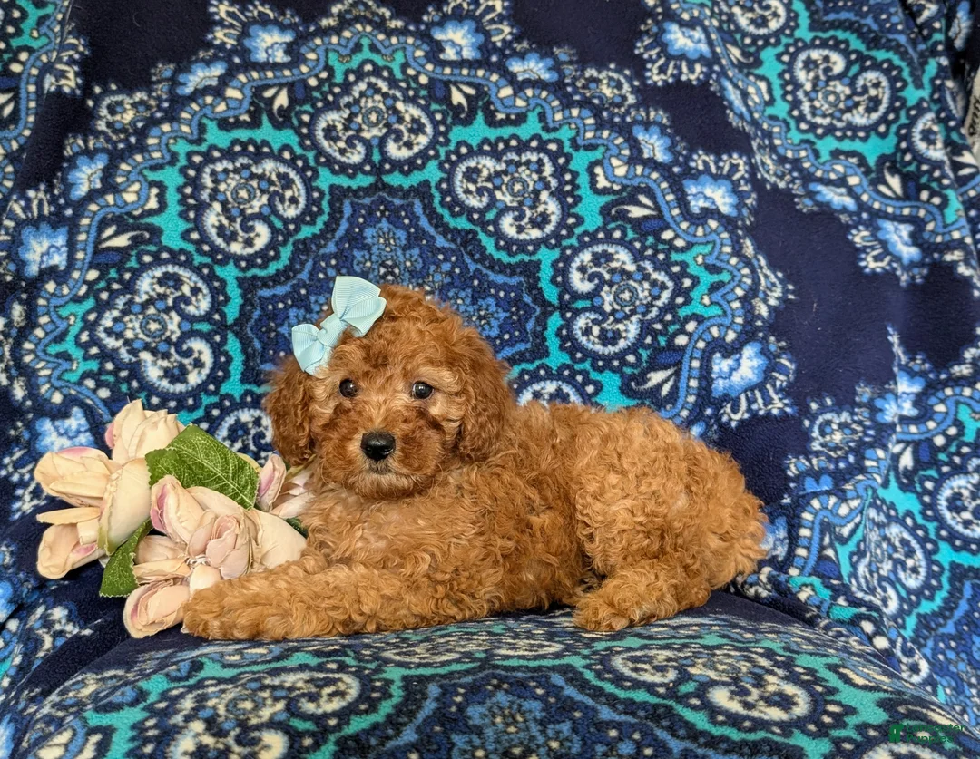 Miniature Poodle dogs for sale: Tabetha - Ad 5