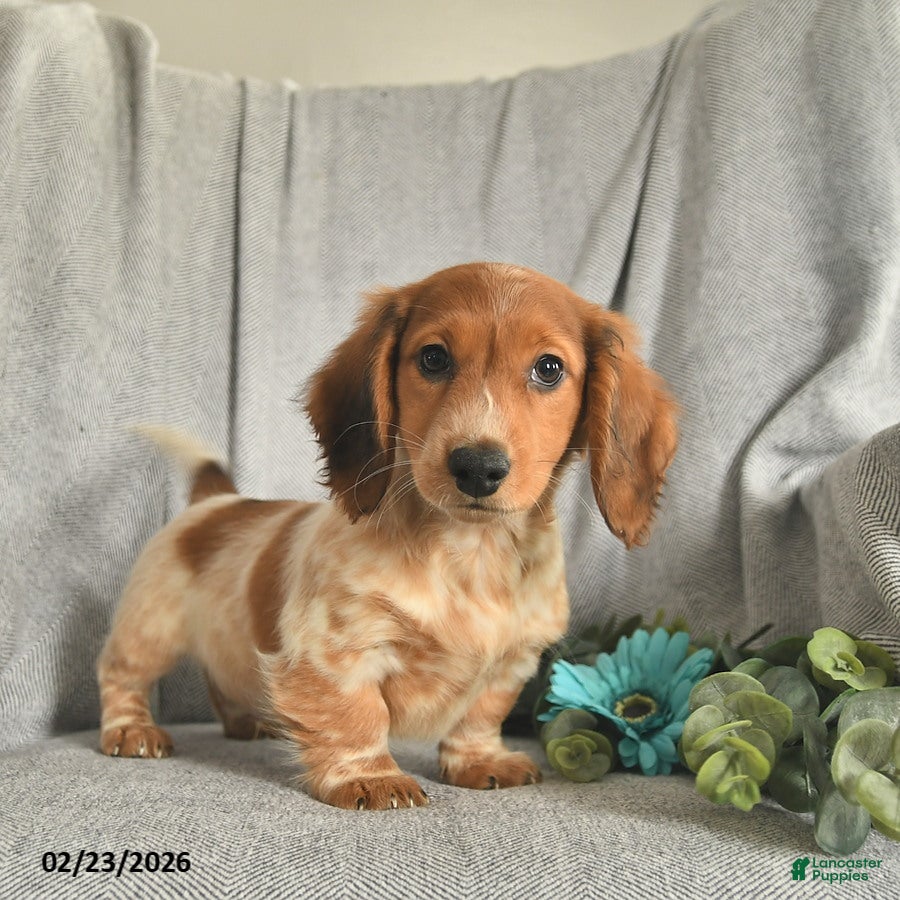 Miniature Dachshund dogs Leo - Ad 1