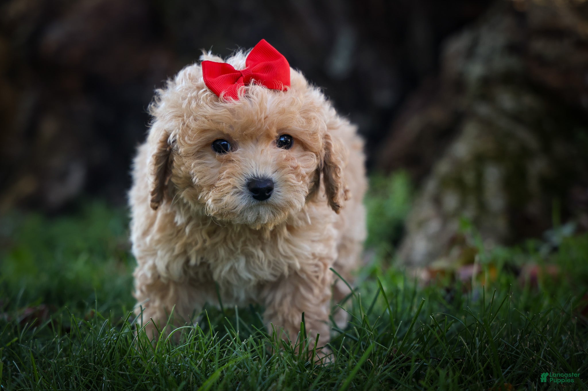 Bichpoo dogs Nixie🩷  - Ad 1