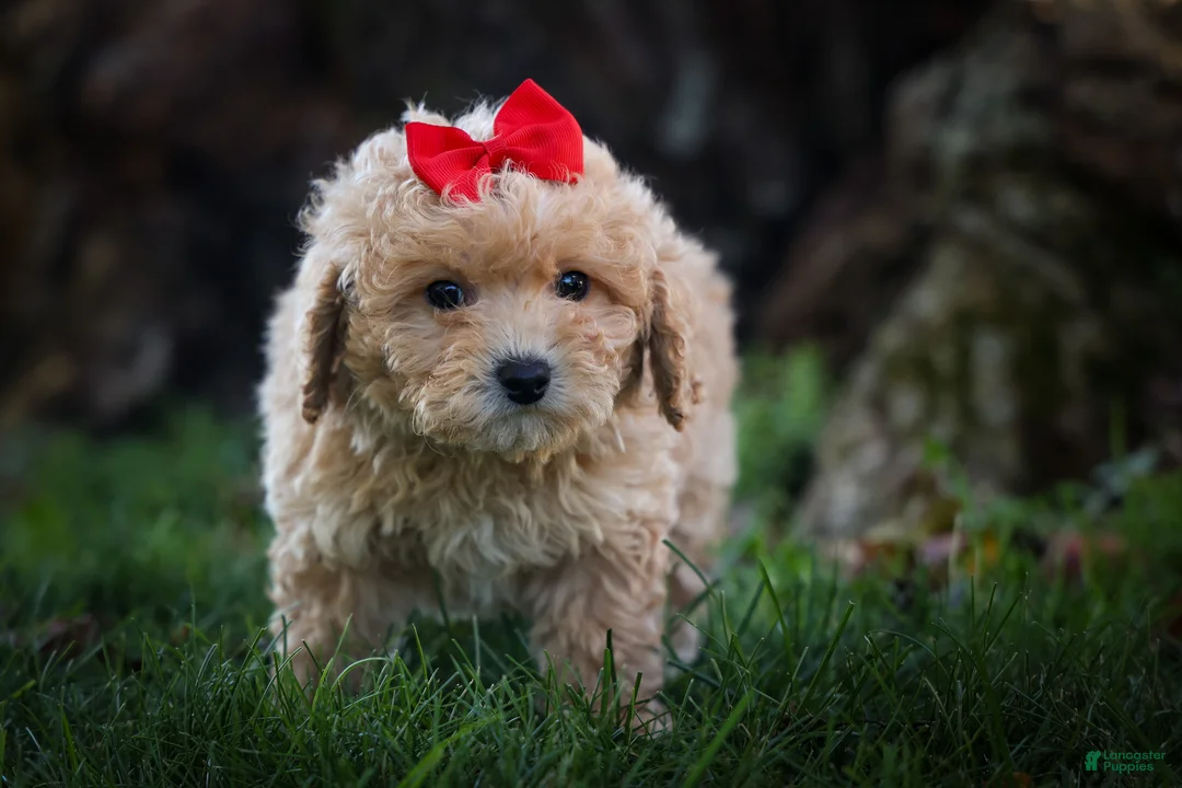 Bichpoo dogs for sale: Nixie🩷  - Ad 1