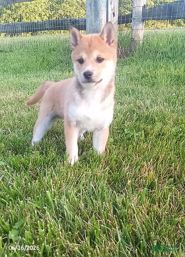 Shiba Inu dogs Ringles - Ad 1