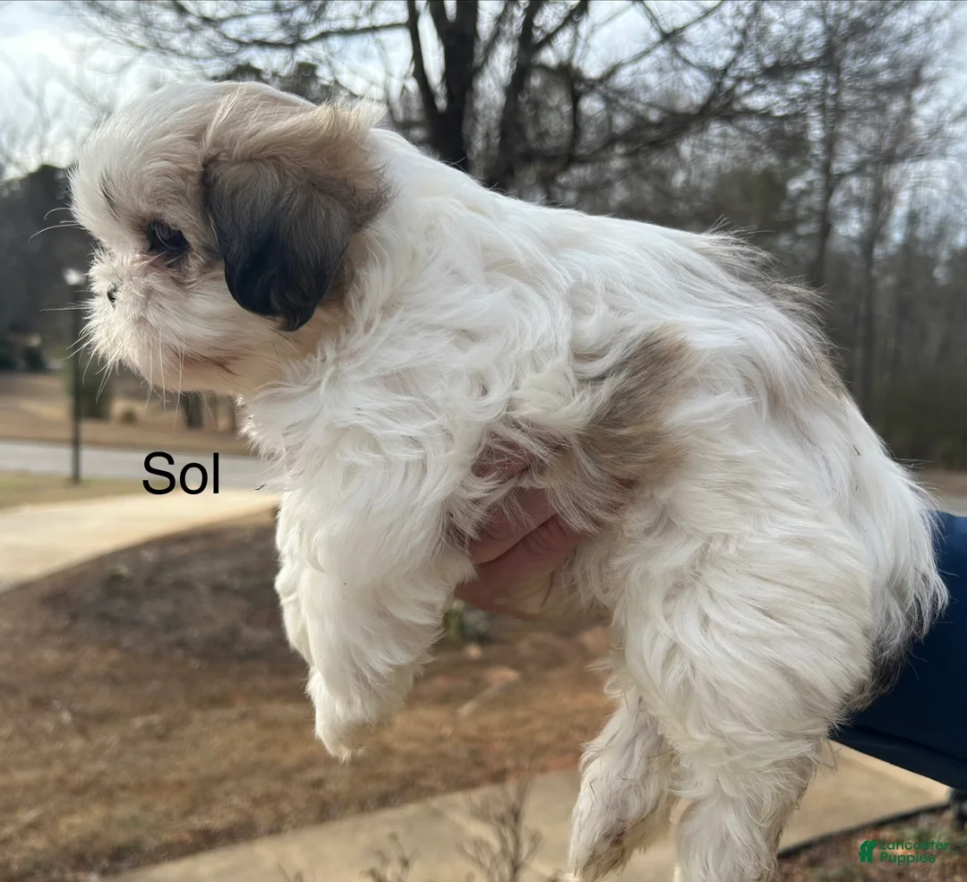 Shih Tzu dogs for sale:  Sol - Ad 2