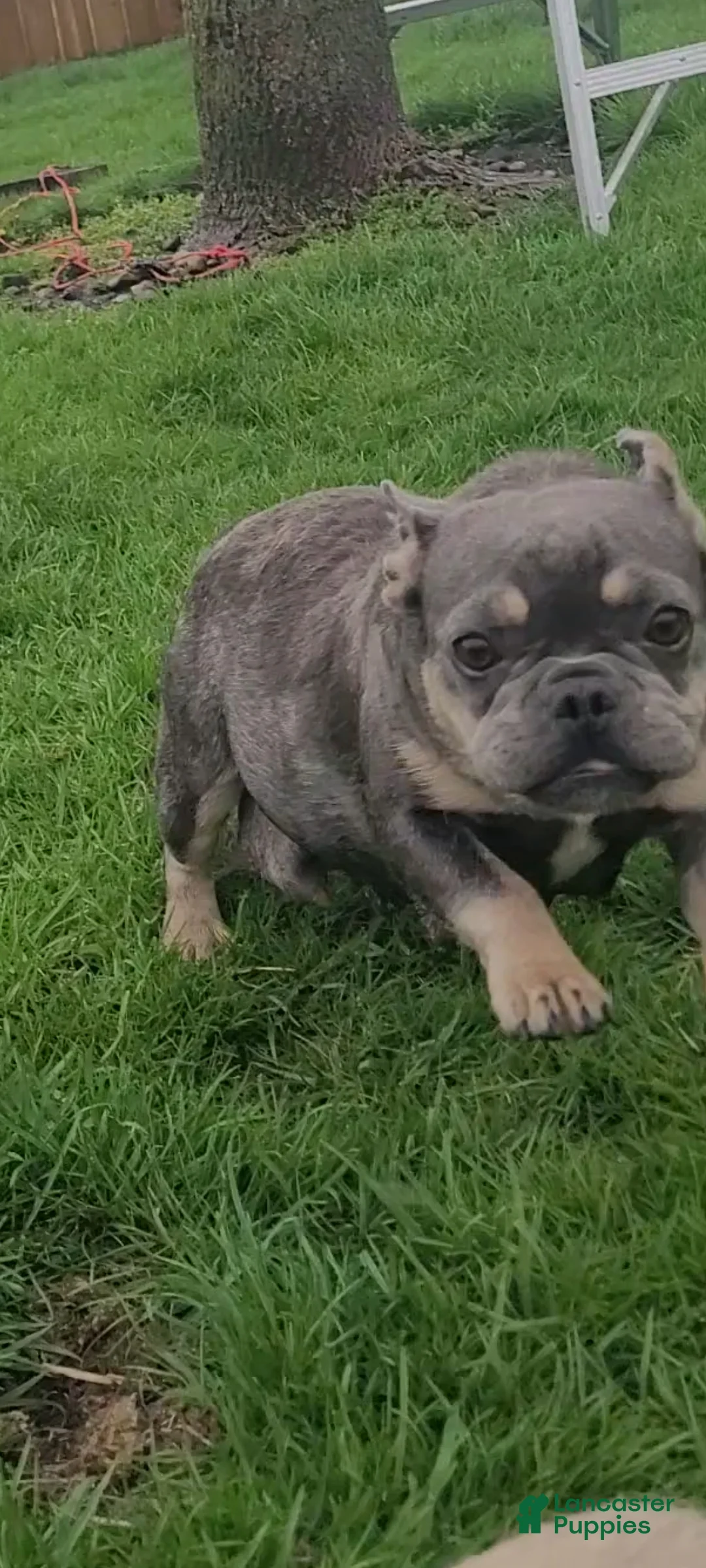 French Bulldog dogs for sale: French Bulldog Puppy 6 - Ad 5
