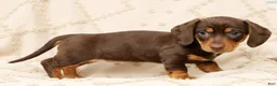 Miniature Dachshund dogs for sale: Fern - Ad 7