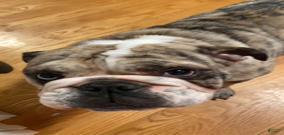 Gallery Image {{count}}