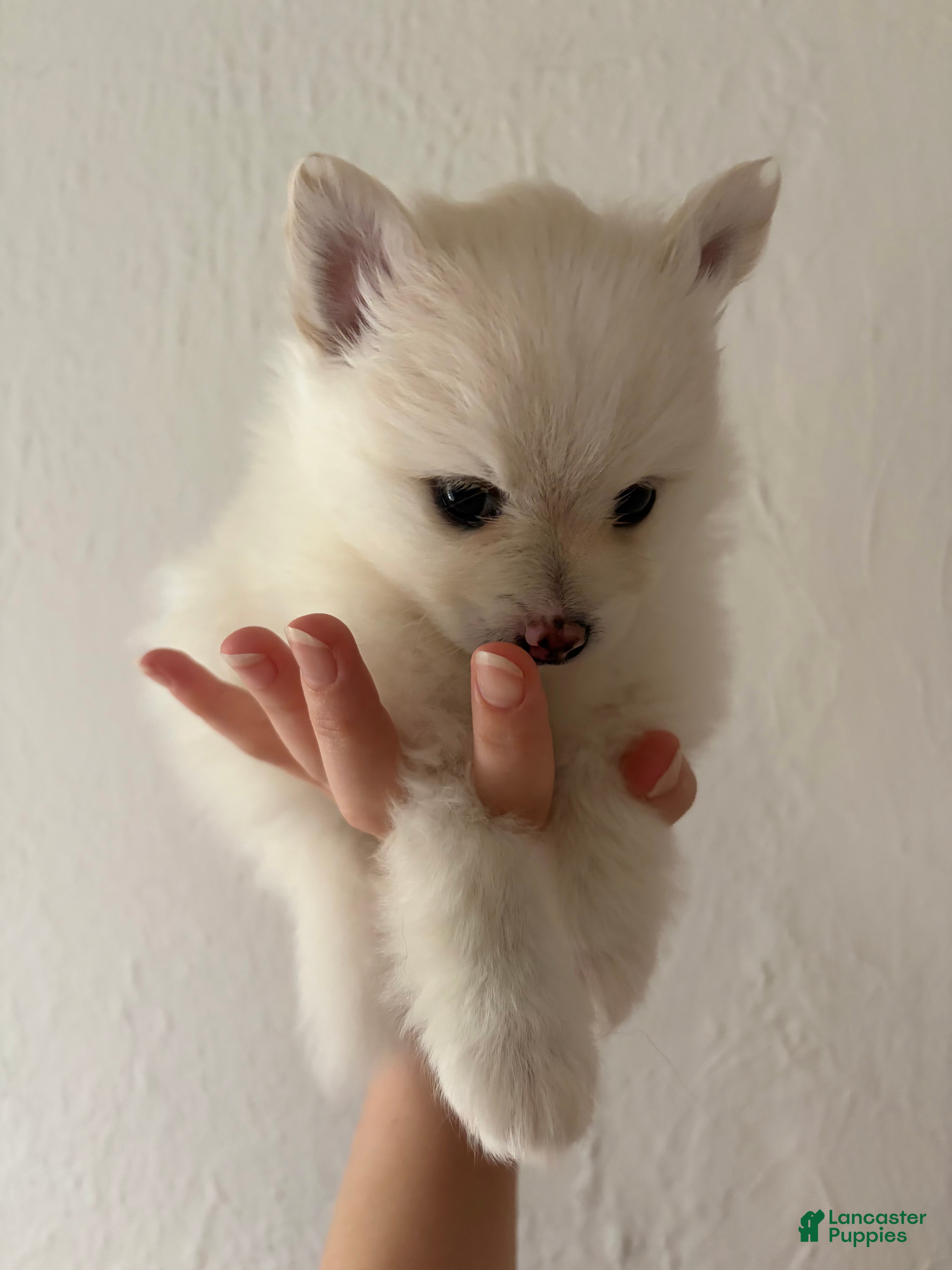 Pomeranian dogs Linen - Ad 36