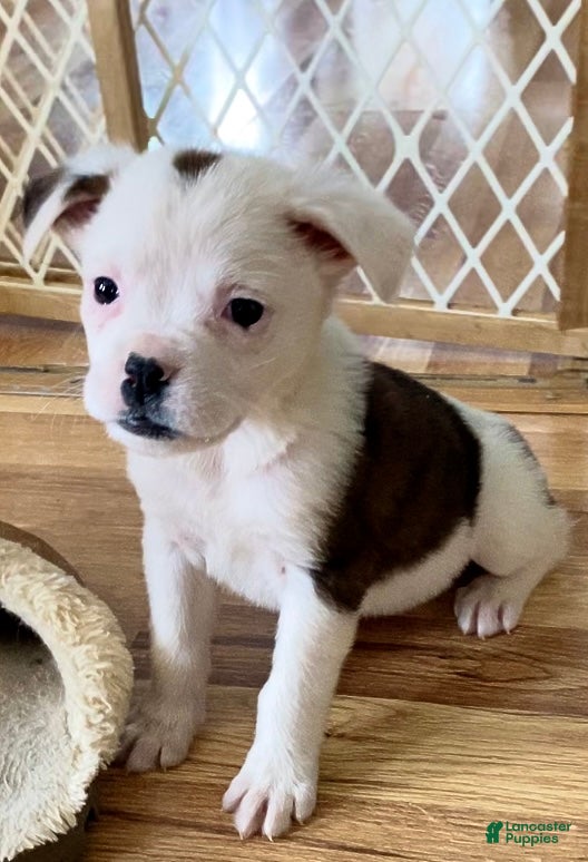 Mixed Breed dogs Lily - Ad 41