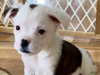 Mixed Breed dogs Lily - Ad 41