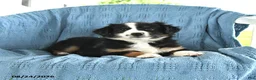 Miniature Australian Shepherd dogs for sale: Rocky - Ad 4