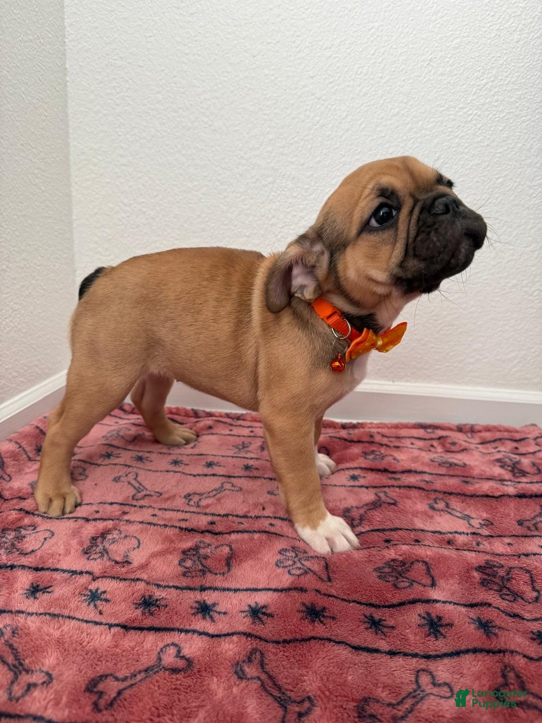 French Bulldog dogs for sale: Bellota - Ad 1