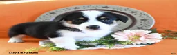 Welsh Corgi Pembroke dogs for sale: Eliza - Ad 5