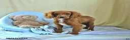 Cavapoo dogs for sale: Asher - Ad 4