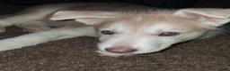 Gerberian Shepsky dogs for sale: Polar Bear - Ad 2