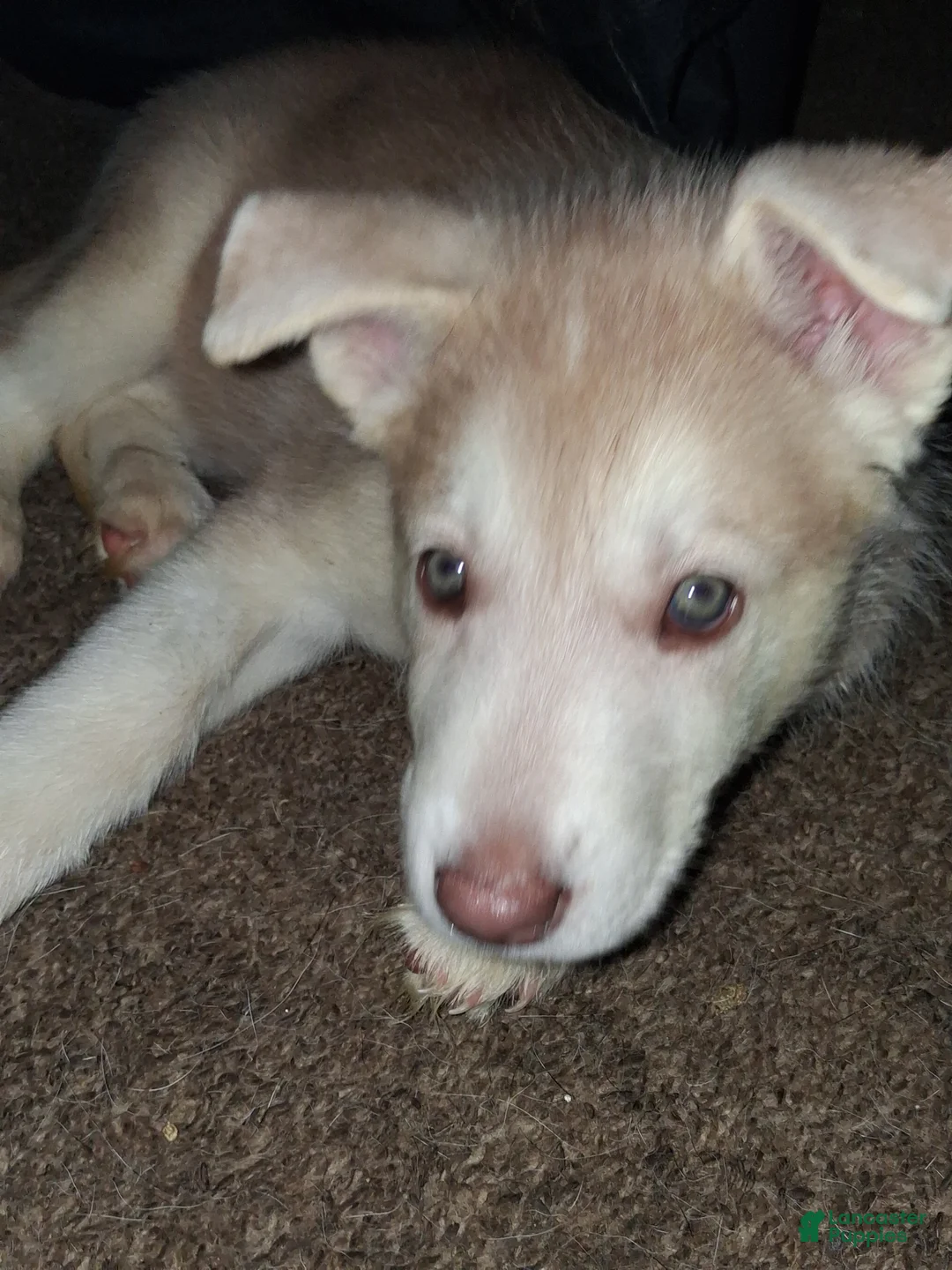 Gerberian Shepsky dogs for sale: Polar Bear - Ad 2