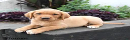 Labrador Retriever dogs for sale: Lark - Ad 3