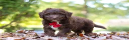 Mini Aussiedoodle dogs for sale: Cody - Ad 5