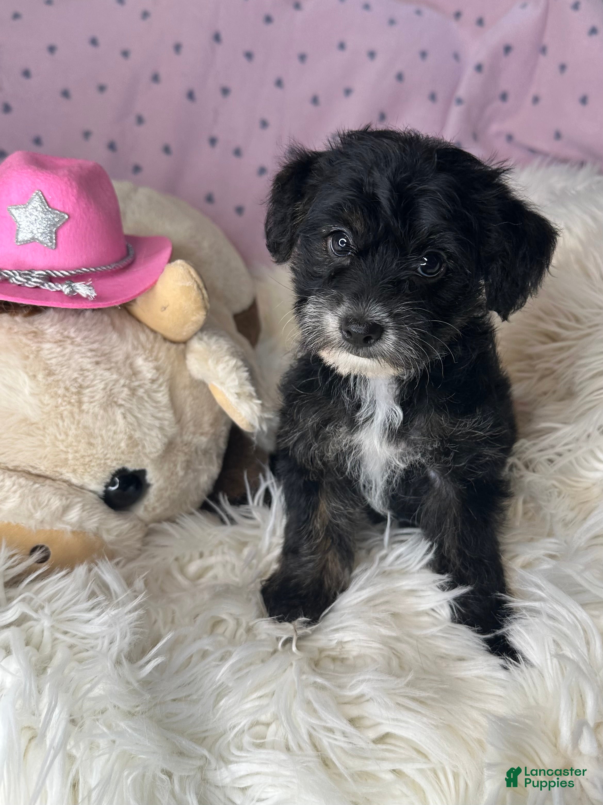 Yorkiepoo dogs Pepper - Ad 6