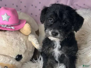 Yorkiepoo dogs Pepper - Ad 6