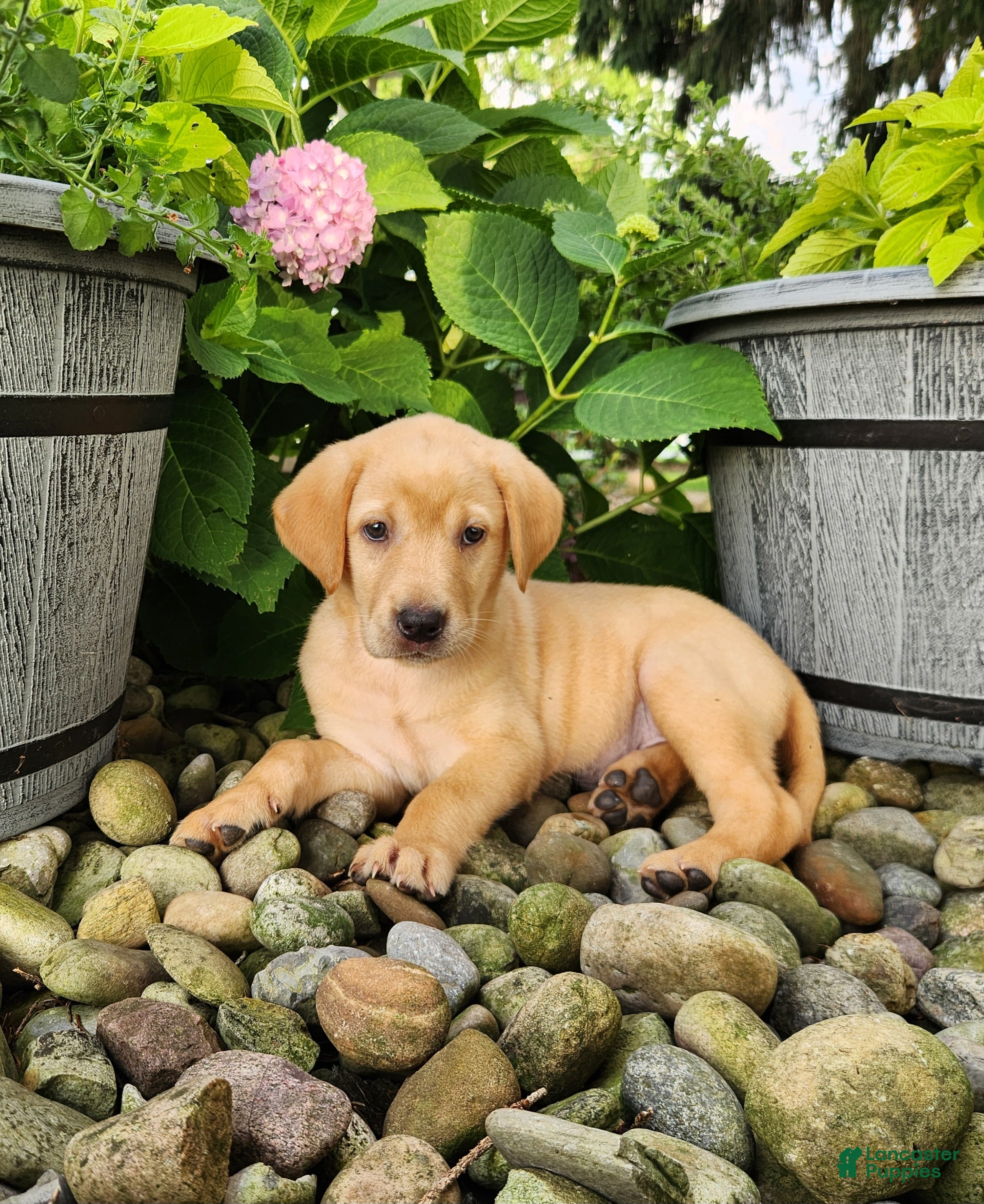 Labrador Retriever dogs Amber - Ad 2