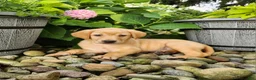 Labrador Retriever dogs for sale: Amber - Ad 2