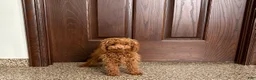 Maltipoo dogs for sale: Tiny Red  - Ad 4