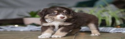 Miniature Australian Shepherd dogs for sale: Twila - Ad 3