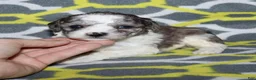 Miniature Poodle dogs for sale: Reserved Harlee’s black merle parti female - Ad 10