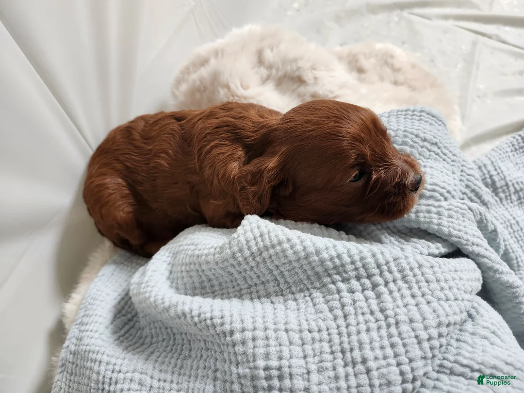 Cavapoo dogs for sale: Franklin  - Ad 1