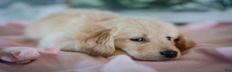 Golden Retriever dogs for sale: Purple - Ad 8