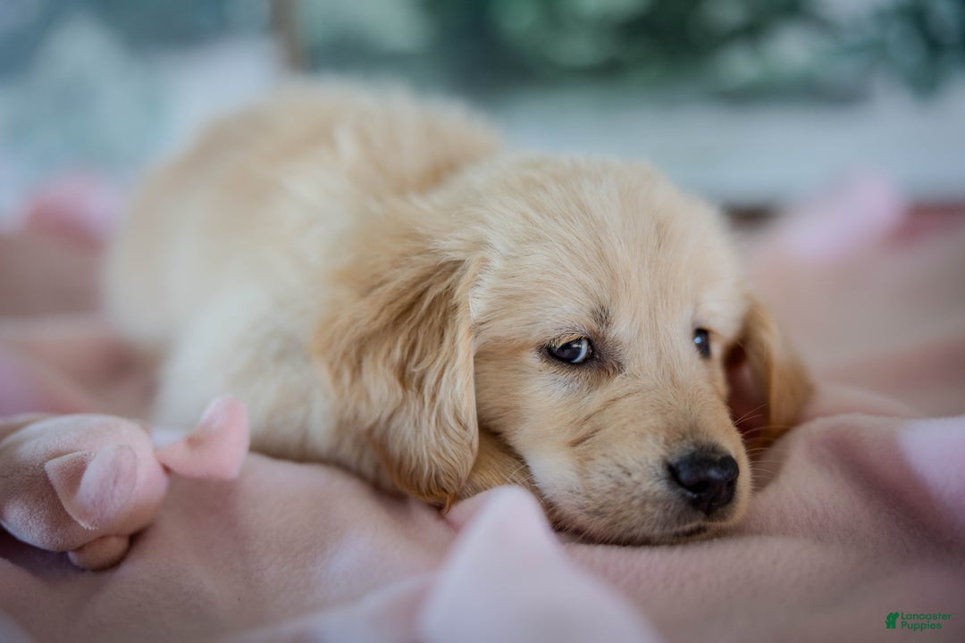 Golden Retriever dogs for sale: Purple - Ad 8