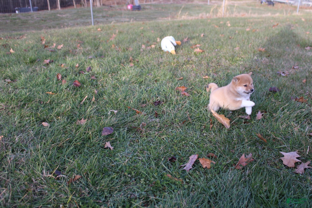 Shiba Inu dogs for sale: Tinsel - Ad 5