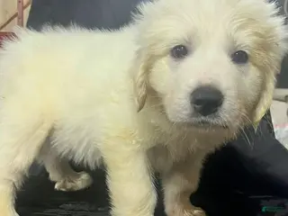 Great Pyrenees dogs Ranger - Ad 2