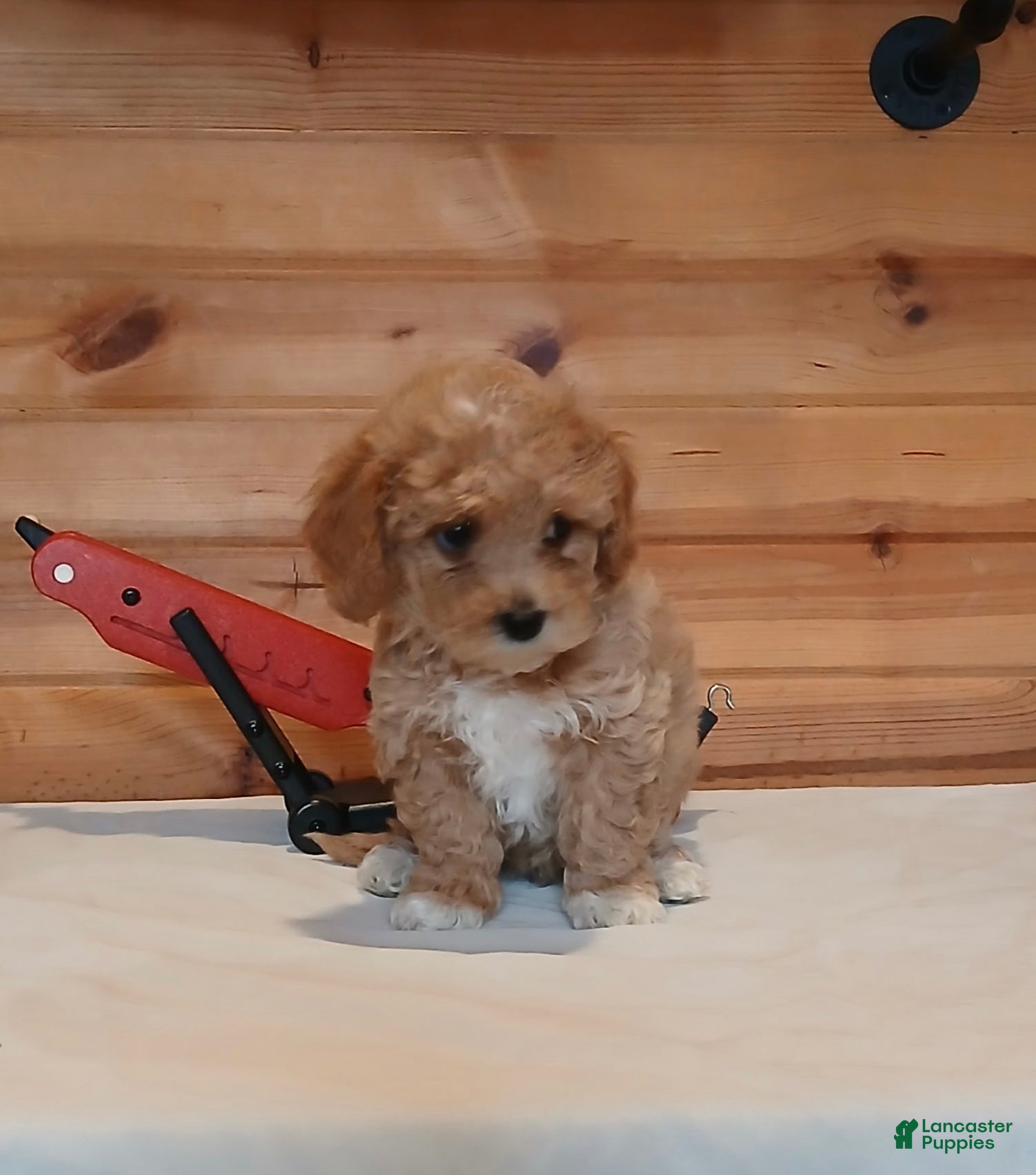 Bichpoo dogs Buttercup - Ad 11