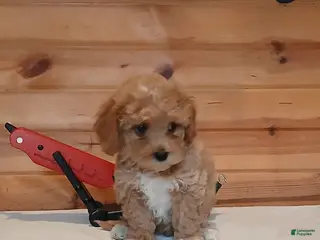 Bichpoo dogs Buttercup - Ad 23