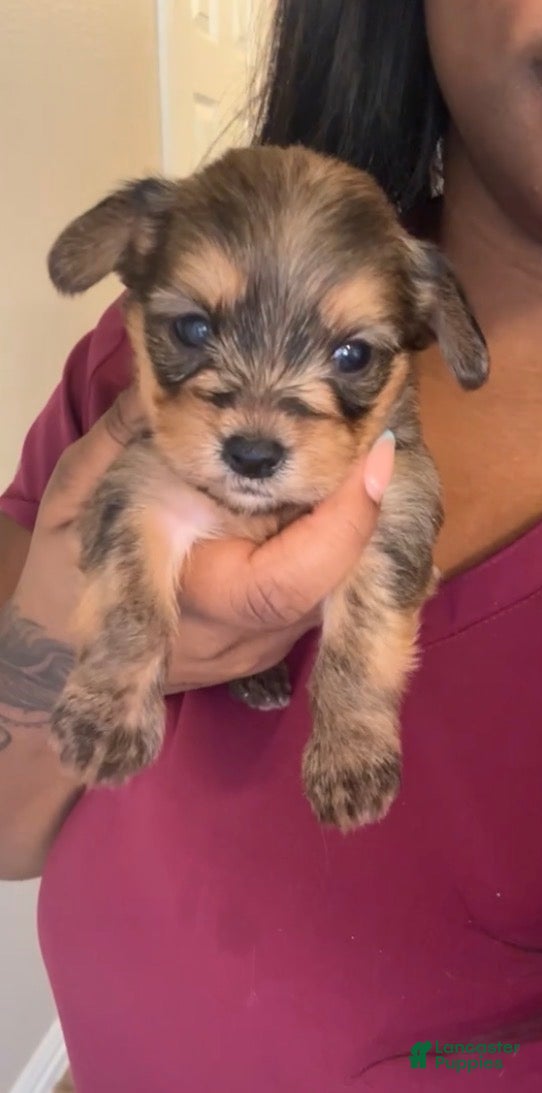 Yorkshire Terrier dogs Cinnamon  - Ad 16