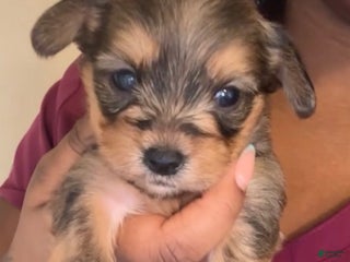 Yorkshire Terrier dogs Cinnamon - Ad 21