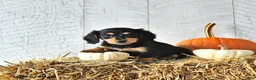 Miniature Dachshund dogs for sale: Kim  - Ad 4