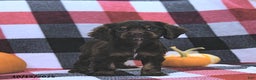 Cocker Spaniel dogs for sale: Mavis - Ad 9