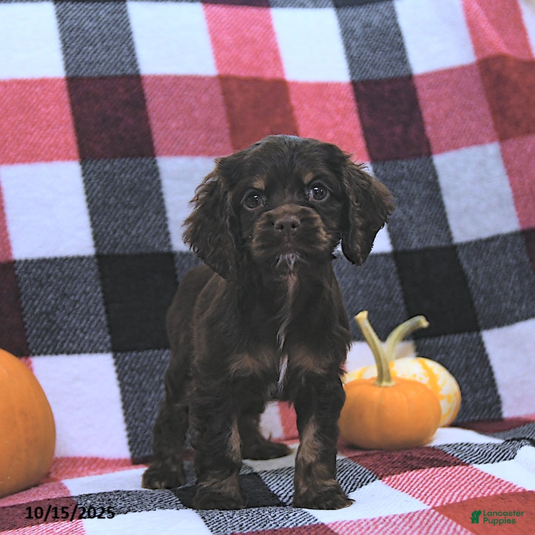 Cocker Spaniel dogs for sale: Mavis - Ad 9